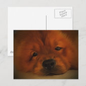 Carte Postale Chow Chow (Devant / Derrière)