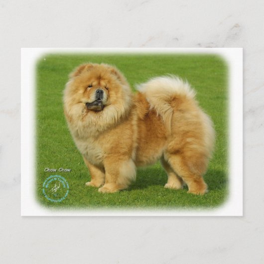 Carte Postale Chow Chow 9B008D-17 (Devant)