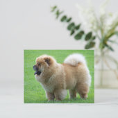 Carte Postale Chow Chow Chien chiot - Bonjour, Amour, Penser à v (Debout devant)
