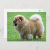 Carte Postale Chow Chow Chien chiot - Bonjour, Amour, Penser à v (Devant / Derrière)