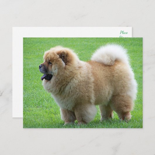 Carte Postale Chow Chow Chien chiot - Bonjour, Amour, Penser à v (Devant / Derrière)