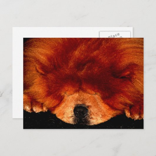 Carte Postale Chow Chow Chow Chow Pcm (Devant / Derrière)