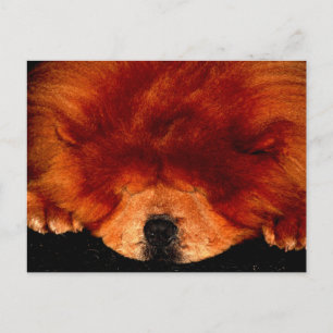 Carte Postale Chow Chow Chow Pcna