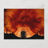 Carte Postale Chow Chow Chow Pcna (Devant)