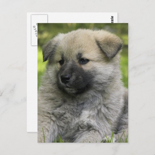 Carte postale Chow Chow Dog (Devant / Derrière)