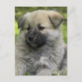 Carte postale Chow Chow Dog (Devant)