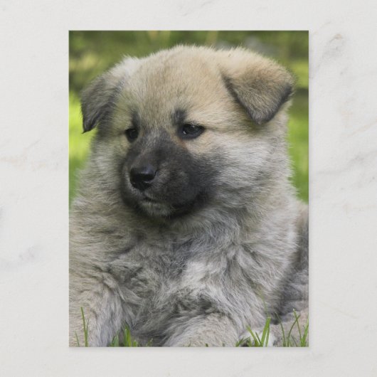 Carte postale Chow Chow Dog (Devant)