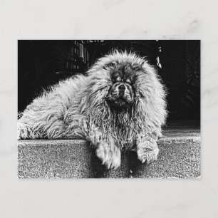 Carte Postale Chow Chow Dog on Porch, Black and White