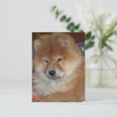 Carte Postale Chow Chow Pup (Debout devant)