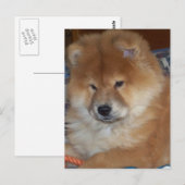 Carte Postale Chow Chow Pup (Devant / Derrière)
