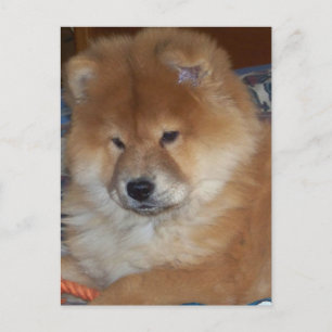 Carte Postale Chow Chow Pup