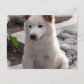 Carte postale Chow Puppies (Devant)