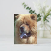 Carte Postale Chow Rouge (Debout devant)