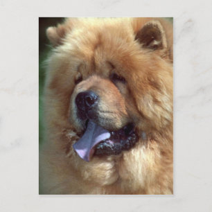 Carte Postale Chow Rouge