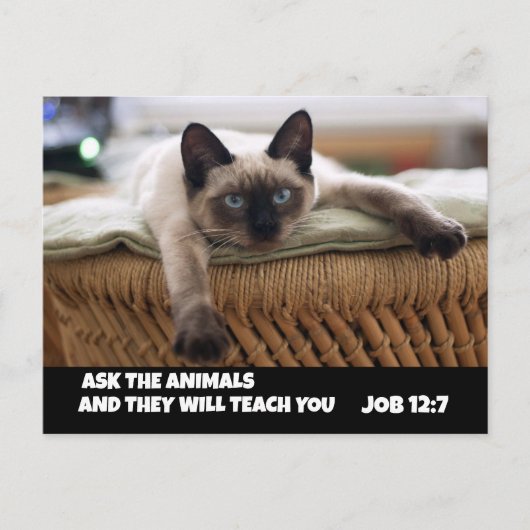 CARTE POSTALE CHRISTIAN CAT POSTCARD JOB 12:7 SIAMESE CAT (Devant)