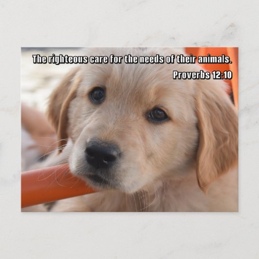 Carte postale Christian Puppy (Devant)