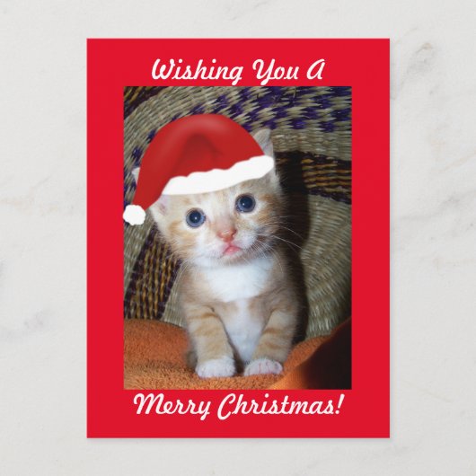 Carte postale Christmas Kitten (Devant)
