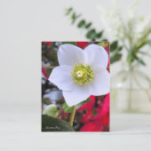 Carte Postale Christmas Rose [Postcard] (Debout devant)