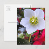 Carte Postale Christmas Rose [Postcard] (Devant / Derrière)