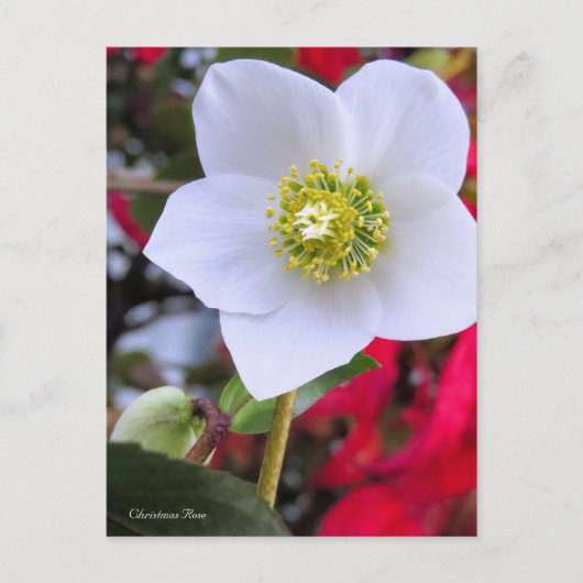 Carte Postale Christmas Rose [Postcard] (Devant)