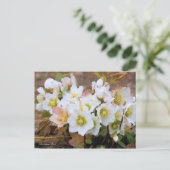 Carte Postale Christmas Rose [Postcard] (Debout devant)