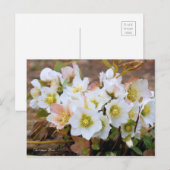 Carte Postale Christmas Rose [Postcard] (Devant / Derrière)