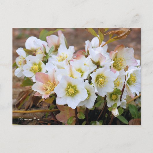 Carte Postale Christmas Rose [Postcard] (Devant)