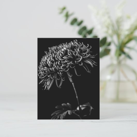 Carte Postale Chrysanthème (Debout devant)