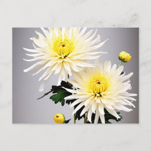 Carte Postale Chrysanthème Abstrait Gras