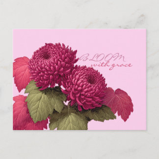 Carte Postale Chrysanthème botanique magenta vintage