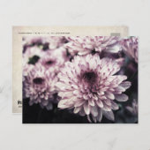 Carte Postale Chrysanthème I (Devant / Derrière)