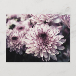 Carte Postale Chrysanthème I