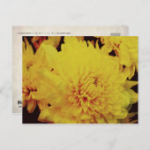 Carte Postale Chrysanthème II (Devant / Derrière)