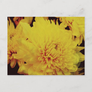 Carte Postale Chrysanthème II