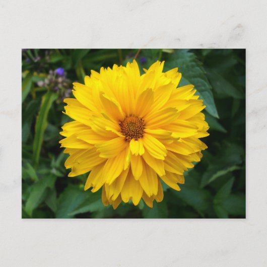 Carte Postale Chrysanthème jaune (Devant)