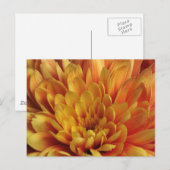 Carte Postale Chrysanthème jaune (Devant / Derrière)
