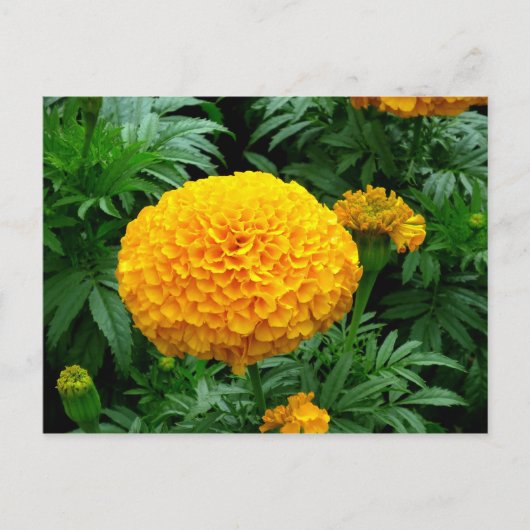 Carte Postale Chrysanthème orange (Devant)