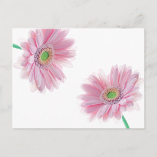 Carte postale CHRYSANTHÈME rose