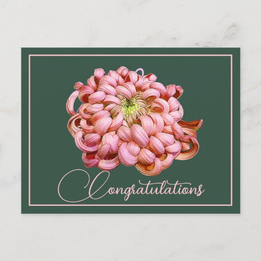 Carte Postale Chrysanthème rose Fond vert Félicitations (Devant)