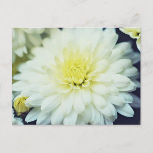 Carte Postale Chrysanthème texturé