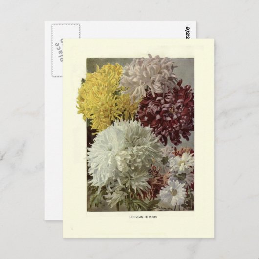 Carte Postale Chrysanthèmes (Devant / Derrière)