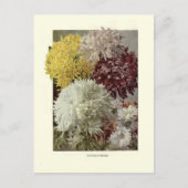 Carte Postale Chrysanthèmes (Devant)