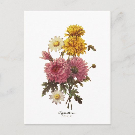 Carte Postale Chrysanthèmes (Devant)