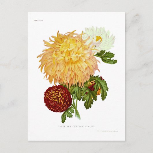 Carte Postale Chrysanthèmes (Devant)