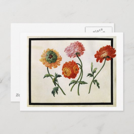 Carte Postale Chrysanthèmes (avec c/c sur papier) (Devant / Derrière)