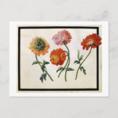 Carte Postale Chrysanthèmes (avec c/c sur papier) (Devant)