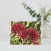 Carte Postale Chrysanthèmes bordeaux (Debout devant)