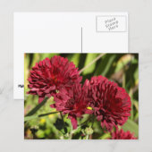 Carte Postale Chrysanthèmes bordeaux (Devant / Derrière)
