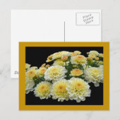 Carte Postale Chrysanthèmes citron meringue (Devant / Derrière)