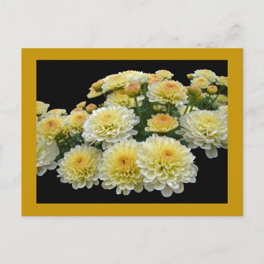 Carte Postale Chrysanthèmes citron meringue (Devant)